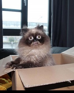 17K views · 574 reactions | Yohji is an adorable Persian cat with a goofy underbite! His unique appearance and silly antics are guaranteed to make you smile! credits: yohjikattamoto instagram.com/yohjikattamoto | iHeartCats.com | Facebook