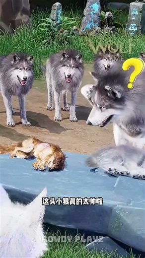 Dragon Wolf Evolution Begins!