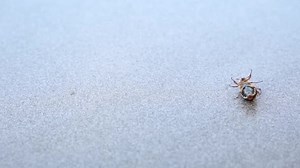 May Beetle Gray Background Lies Its Back Wiggles Its Legs