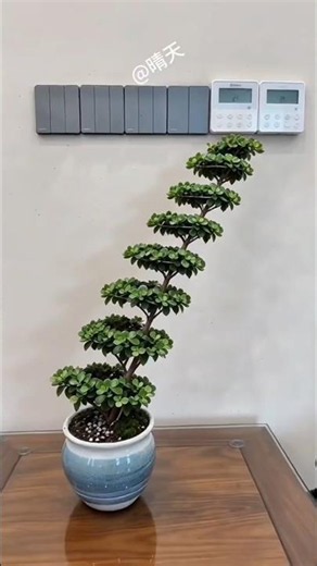 Simple yet beautiful pruning technique for Jade Plant to create a "rising"