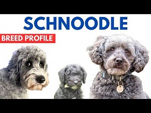 Schnoodle Dog Breed Profile History - Price - Traits - Schnoodle Grooming Needs - Lifespan