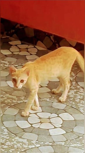 കിടിലൻ പൂച്ചാണ്ടി😂😍👏