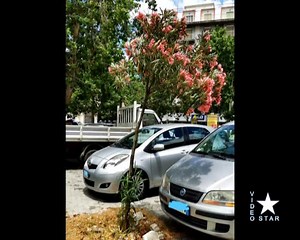 1.7K views | Paternò: "via le auto sostate in piazza Vittorio Veneto". Lo dice il gruppo scout 3 | Video Star | Facebook