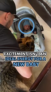 489K views · 11K reactions | How to introduce a new baby to a dog who...