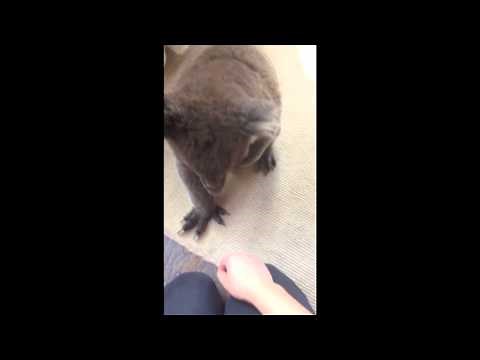Curious Koala Walks Into House