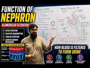 Glomerular Filtration Made Easy | Nephron Function for MDCAT