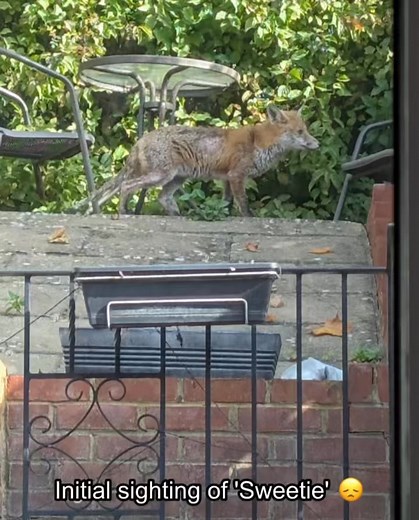 'Sweetie' is home! Thanks to the kind householder who noticed his plight and monitored one of our humane cage traps, allowing us to bring him into our hospital for treatment. With his infected, sore skin healed and mange beaten, he was ready to go home. We love that he stopped to mark his territory and take it all in on his way! 4–6 weeks will see him covered in fur from top to tail again 🦊🥰 Happy Monday Everyone! | The Fox Project