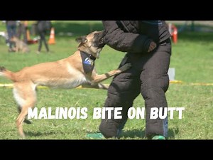 Malinois Jumps and Bites on Butt - Robert Cabral Dog Training Video