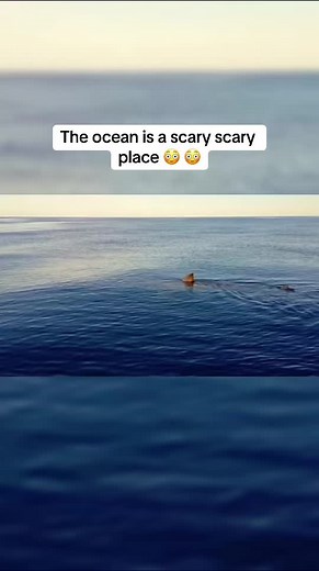 Encountering the Mighty Bull Shark in the Ocean