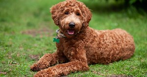 Cruzamento de cães de raças diferentes requer atenção; entenda