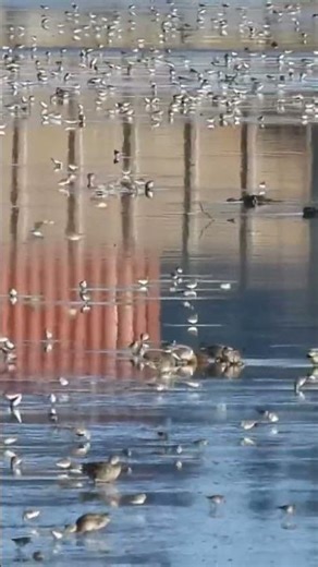 Migratory western sandpipers feeding on biofilm at Roberts Bank Delta BC 🇨🇦 28 April 2026