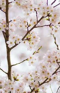 【甘茶の音楽工房】【著作権フリーBGM】桜舞う頃