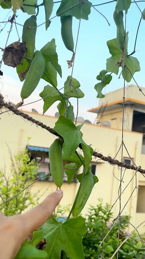 Ivy gourd harvest #gardening #garden #growyourown #organic #organicgardening #madgardener Mad gardener | Mad gardener