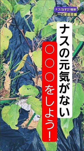 【ナス復活】ナスが採れない時の対策は根切り！根切りしたらどうなる？《しーの家庭菜園＊茄子(なすび)栽培》