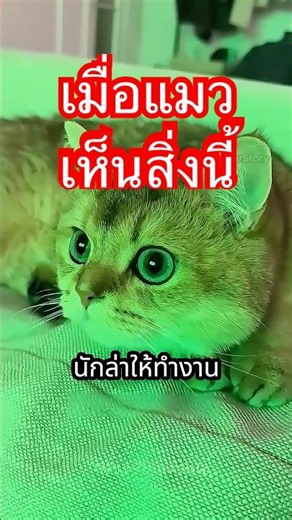Never show this video to your cat! The secret behind "nerve-prank videos" 🐈📵