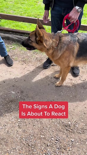 Recognizing Signs of Aggression in German Shepherds