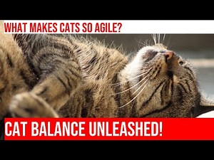 Cats: Uncovering the Secrets of Their Balance and Poise