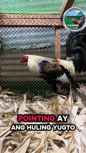 Buhay breeder Fighter pa 😬#highlightseveryone #fyp #trend #viral #tiktok