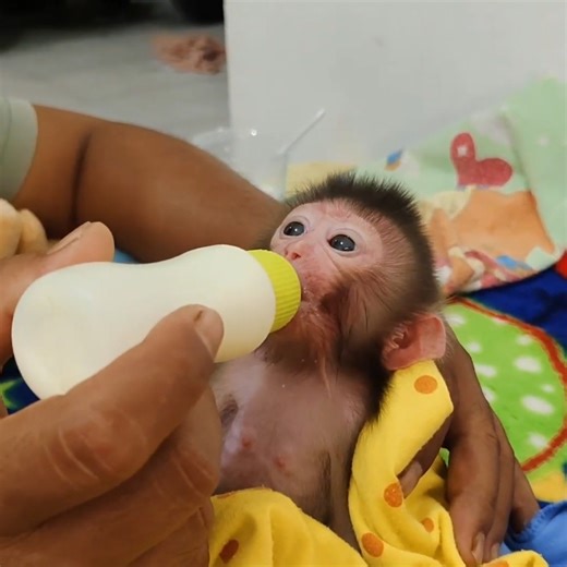 How funny the baby monkey Millie s facial expression is when she sees the cameraman 😅😂🤣 #babymonekey #smallbabymonkey #littlebabymonkey #cutemonkey #funnymonkey | Sarry