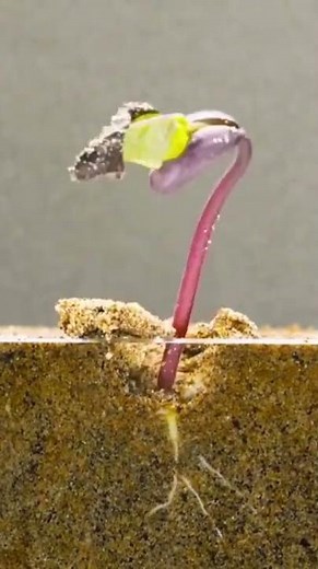 Proceso de germinación de un Frijol