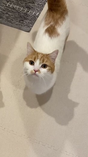 猫のいる暮らし - 可愛い子猫と歌声に乗る