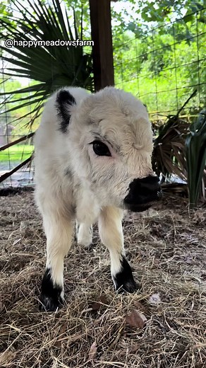Happy Meadows Farm on TikTok