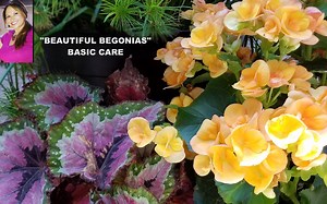 198K views · 1.4K reactions | "BEAUTIFUL BEGONIAS: BASIC CARE" Shirley has an overgrown, begonia plant with long, leafless stems and she doesn't like it! Learn how to restore the beauty of your wax begonia plants with this fun & informative video! | Eden Maker by Shirley Bovshow | Facebook