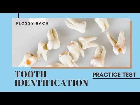 TOOTH IDENTIFICATION | Practice Test for Permanent