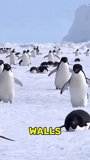 12K views · 107 reactions | Weirdest things animal do #animalsfacts #highlightseveryone #funfactsdaily #fblifestyle | Fun Fact and Motivation words | Facebook