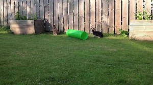 14K views · 791 reactions | Check out Little Jenny #rabbit who just loves to run round the garden in the sunshine! | Pets UK | Facebook