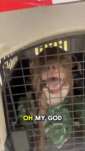 REUNITED AFTER 1 YEAR APART 💐Rosana knew it would be difficult to have her emotional support dog, Flor, transported from Puerto Rico to New York City when she moved, just based on the fact that Flor was 50 lbs and categorized as a pitbull mix. Then Flor was diagnosed with cancer and everything got even more complicated. 😔 Rosana had to continue to NYC alone. However, after a year of cancer treatments back in PR, Flor was healthy and finally deemed ready to fly, so Rosana contacted us for help.