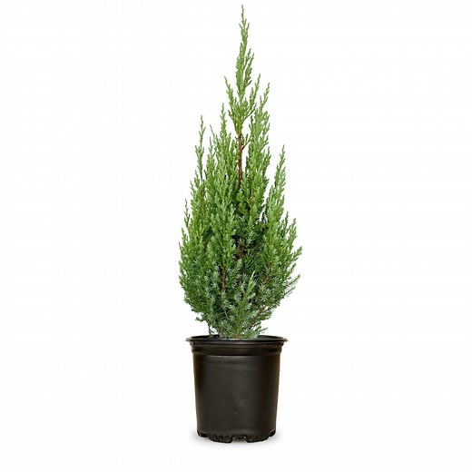 Blue Point Juniper Tree | Shop Online