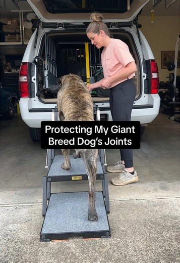 Protecting My Giant Breed Dog's Joints
