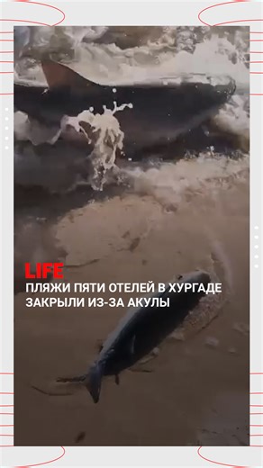 Пляжи пяти отелей в Хургаде закрыли из-за акулы: хищница патрулирует акваторию прямо возле берегов и не даёт людям купаться Как стало известно LIFE, акула обломала купание постояльцам сразу пяти отелей на курорте Makadi Bay: Siva Golden, Serenity Alpha Beach, Labranda Royal Makadi, JAZ Palmariva Beach, Stella Makadi Hotels & Resorts Последний раз подобное там было в сентябре прошлого года. Судя по кадрам, не боятся акулу только россияне, которые умиляются тому, что она охотится на рыбу. | LIFE.r