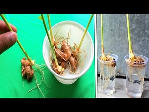 How to Grow Ginger in Containers // Step-by-Step Container Method
