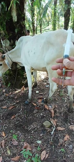 PENYUNTIKAN VITAMIN‼️#animals #cow #viralvideo #tiktok #shorts