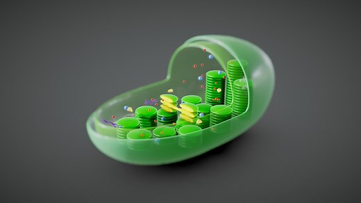 Chloroplast Cross Section Anatomy - Buy Royalty Free 3D model by Nima (@h3ydari96)