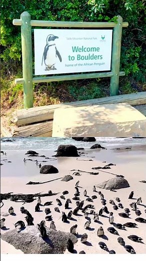 BOULDERS BEACH CAPE TOWN SOUTH AFRICA 🇿🇦 | AFRICAN PENGUINS IN 4K