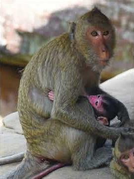 This Baby Monkey's Playful Antics Will Make You Smile #monkey