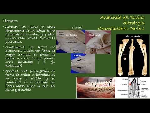 Bovine Arthrology: Generalities Part 1