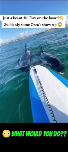 Surfing with Orcas: A Thrilling Encounter