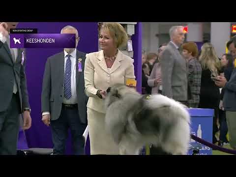 Keeshonden | Breed Judging 2025