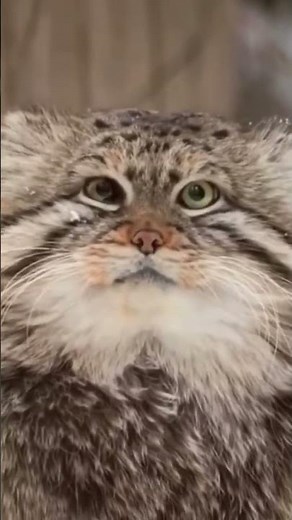 This is how a manul warms its paws in the cold winter season #naturelovers #nature #winter