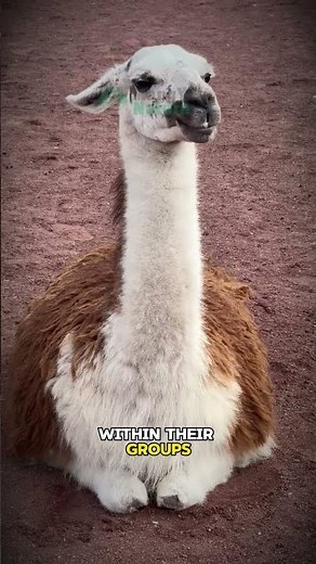 Why Do Llamas and Alpaca Spit?