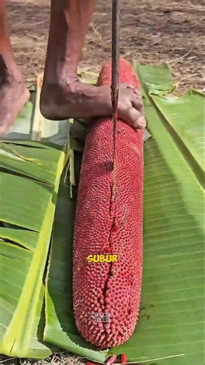 This Papuan Fruit Is Known as the Source of Life!