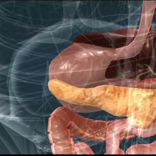 Human digestive system 3D animation video || Animation digestive system || Body parts 3d animation