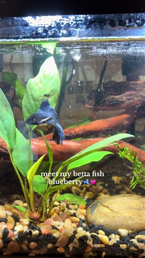 Building a Bioactive Betta Fish Tank Explained
