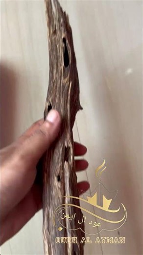 Rare Long Oudh Showpiece from Tuli Forest 🌿🔥#oudhalayman #oudhvideo