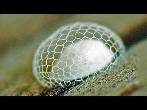 ANIMAL ARCHITECTS: MIND BLOWING COCOON