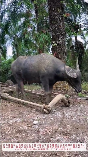 驚きの共働！賢い水牛が自ら車の軛にはまる瞬間にみる農家と家畜の絆